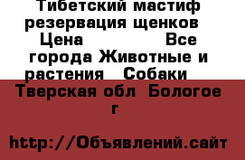 Тибетский мастиф резервация щенков › Цена ­ 100 000 - Все города Животные и растения » Собаки   . Тверская обл.,Бологое г.